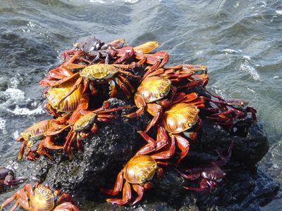 red crabs in Galapagos by Guja Tione 
