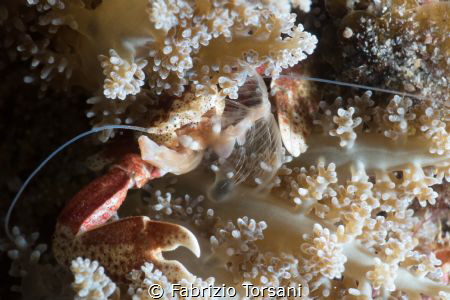 An eating porcelain crab by Fabrizio Torsani 