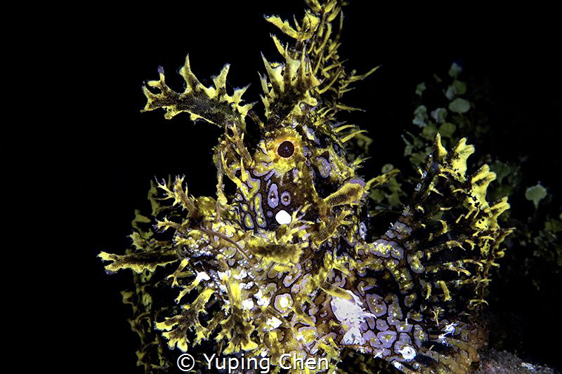 Scorpionfish/Ambon,Canon 5D MarkIII, 100mm macro Lens, In... by Yuping Chen 