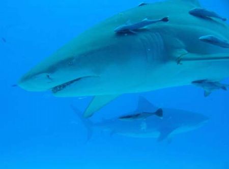 Lemon shark with tiger shark in the background, Tiger Bea... by Andy Colls 