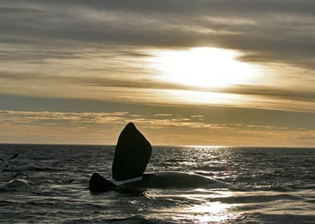 Northern Right Whale , Patagonia / Puerto Pirámides - Sun... by Ralf Levc 
