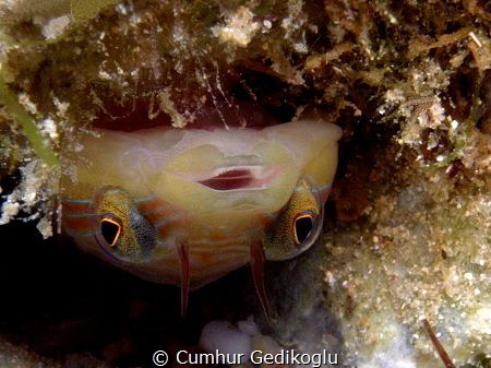 Lepadogaster lepadogaster
Up side down clingfish by Cumhur Gedikoglu 