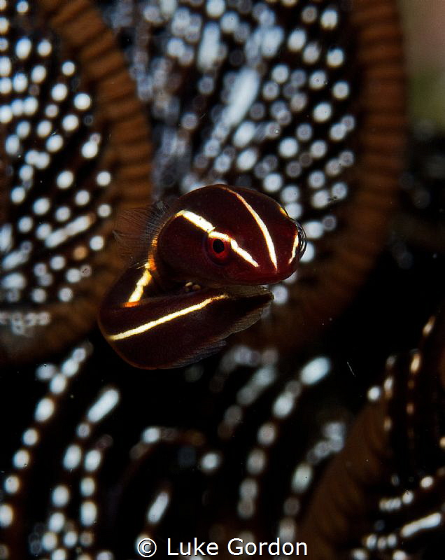The Floater - This tiny crinoid clingfish decided my lens... by Luke Gordon 