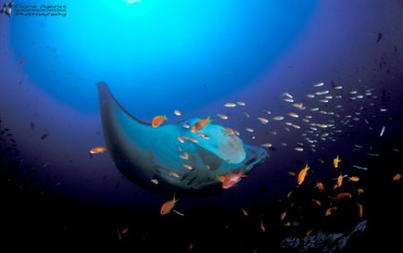 Manta ray getting cleaned at Manta reef Guinjata Bay cent... by Fiona Ayerst 