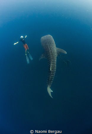 I Can Be Bigger | Freediving off the coast of Koh Tao we ... by Naomi Bergau 