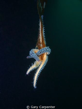 Hanging on, Spiny starfish (Marthasterias glacialis) - Pi... by Gary Carpenter 