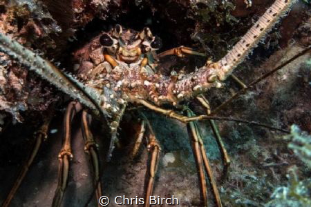 Lobster at Penon Reef using canon g7x and single strobe by Chris Birch 
