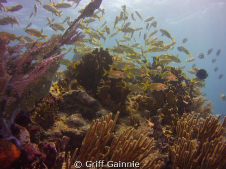An amazing trip to Molasses Reef. Key Largo, Fl by Griff Gainnie 