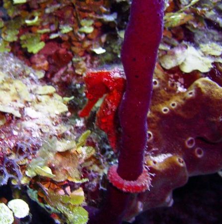 This seahorse was seen in Roatan, The photo was taken wit... by Bonnie Conley 