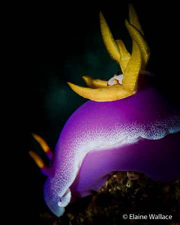 Not the best hypselodoris bullockii pose, but the commens... by Elaine Wallace 