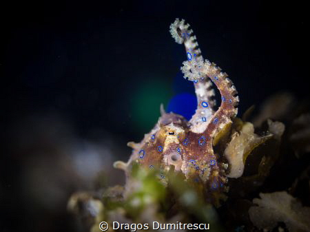 Octopus wants to FIGHT!! Canon 6d, 100mm macro, InonZ240 by Dragos Dumitrescu 