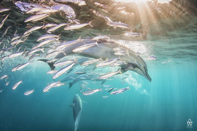 "The Chase"

Image of a common dolphin hunting down a s... by Allen Walker 