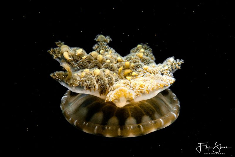 Upside Down Jellyfish (Cassiopeia xamachana), Bali. by Filip Staes 