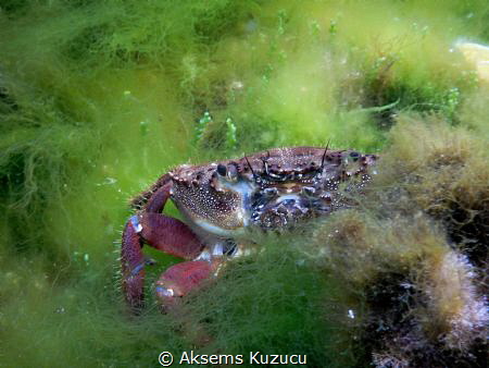 Playing hide&seek with the crab by Aksems Kuzucu 