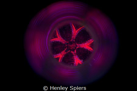 Radiant Sea Urchin's Anus by Henley Spiers 