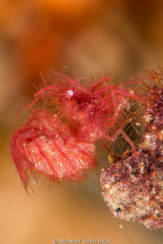 Hairy shrimp which likes to be photographed. by Mehmet Salih Bilal 