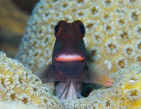 Lippy Redlip blenny (Ophioblennius atlanticus)  Picture t... by Gary Carpenter 