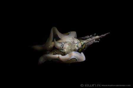 S N O O T
Sea slug (Psychedelic Batwing Slug)
Maumere, ... by Irwin Ang 