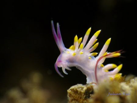 Tenellia sibogae -juvenile by Julian Hsu 