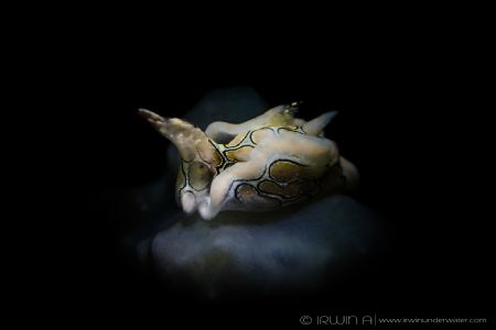B A T W I N G
Sea slug (Psychedelic Batwing Slug)
Maume... by Irwin Ang 