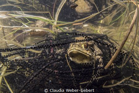 the new generation ... toads by Claudia Weber-Gebert 