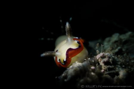 C R E A M Y
Nudibranch (Chromodoris fidelis)
Maumere, I... by Irwin Ang 