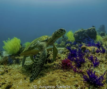 This guy was just posing for me, on a private dive in the... by Jurgens Swarts 