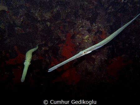 Fistularia commersonii
Bluespotted cornetfish by Cumhur Gedikoglu 
