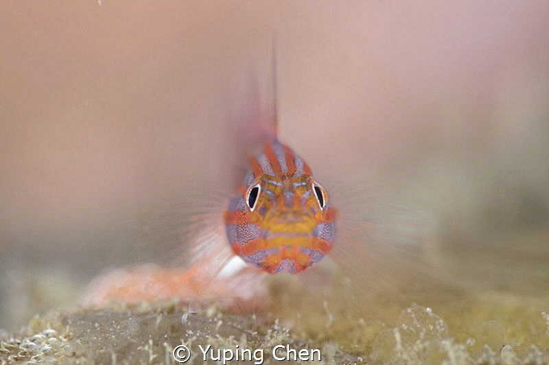 Stripehead Dwarfgoby/Lembeh strait,Indonesia, Canon 5D Ma... by Yuping Chen 