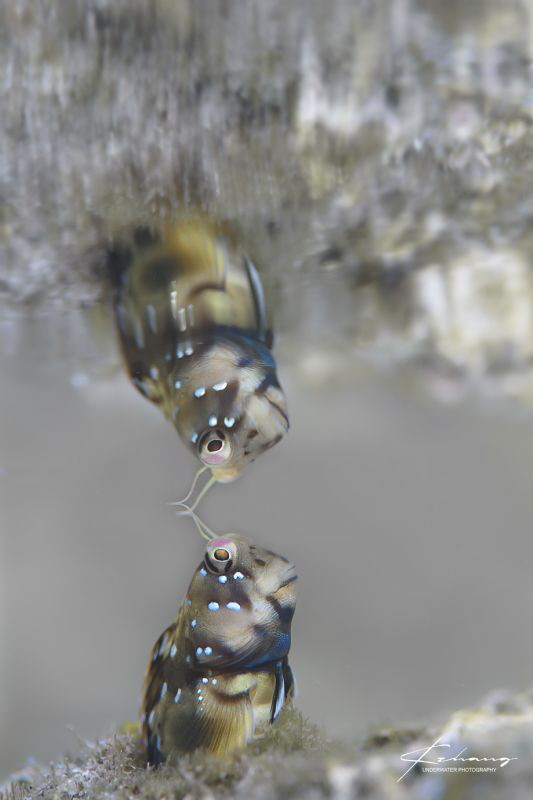 Title:Touch
shot@yakushima Japan by Jinggong Zhang 