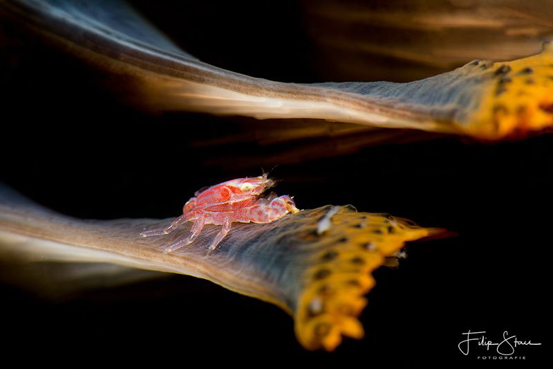 Sea pen porcelain crab (Porcellanella triloba) in a Sea p... by Filip Staes 