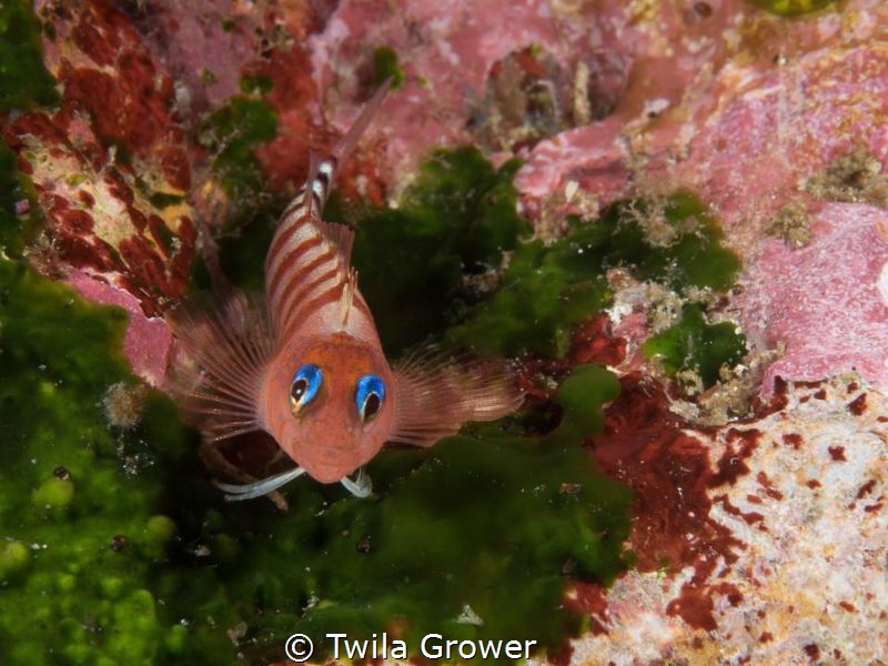 Poor Knights blenny by Twila Grower 