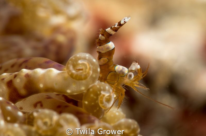 Sexy shrimp by Twila Grower 
