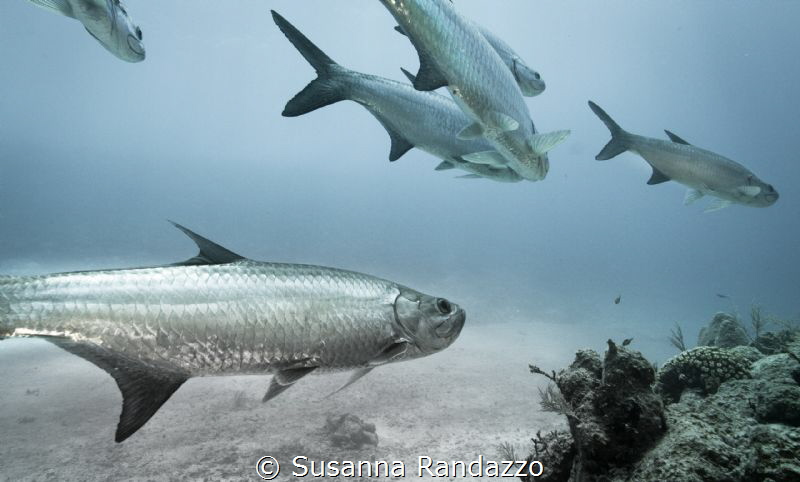 diving with tarpons , coral reef near Xcalak by Susanna Randazzo 