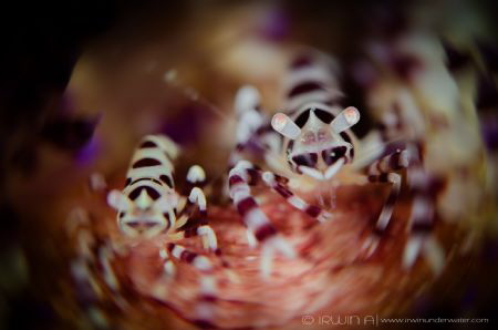 C O U P L E
The Coleman Shrimp (Periclimenes colemani)
... by Irwin Ang 
