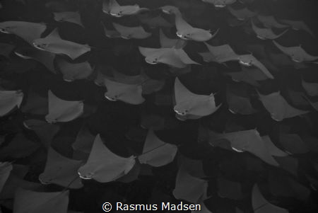 School of golden cownose rays by Rasmus Madsen 