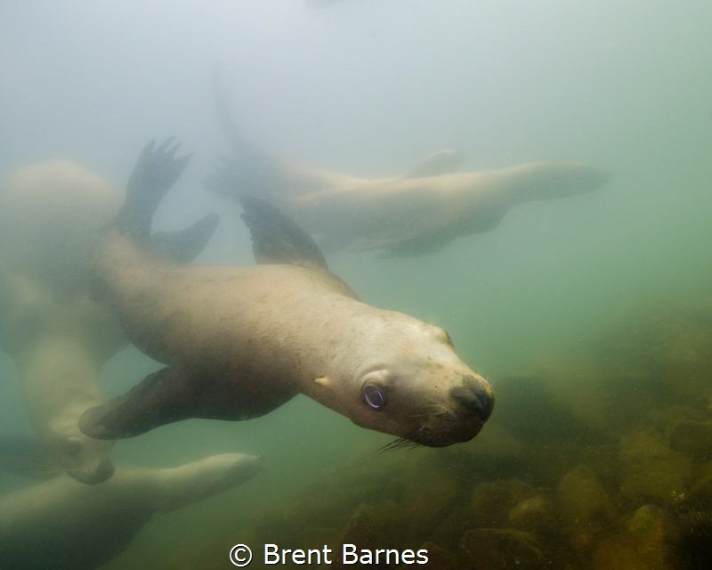 A group of sea lions off of Vivian Island near Campbell R... by Brent Barnes 