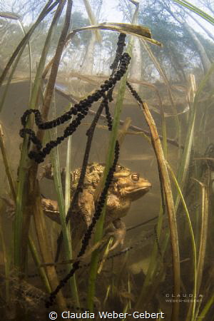 reproducing....... toads in springtime by Claudia Weber-Gebert 