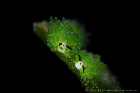 C O U P L E
Nudibranch (Costasiella sp. 3)
Tulamben, In... by Irwin Ang 