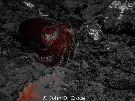 Stubby squid in the Puget Sound by John Di Croce 