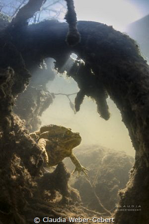 toads kingdom....... by Claudia Weber-Gebert 
