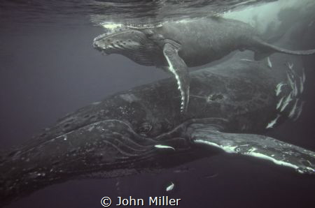 Humpback Whale and Calf off the Durban South Coast of Sou... by John Miller 