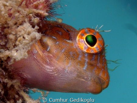 Parablennius marmoreus
Is there anybody out there? by Cumhur Gedikoglu 