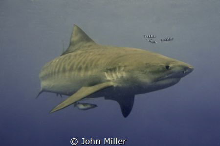Tiger Shark while snorkeling with a Nikon D7000 by John Miller 