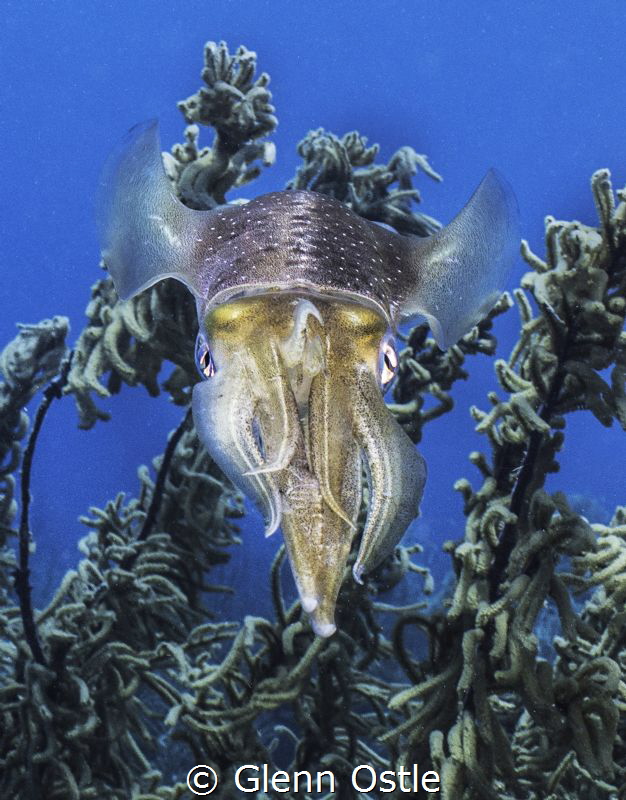 Squid by Glenn Ostle 
