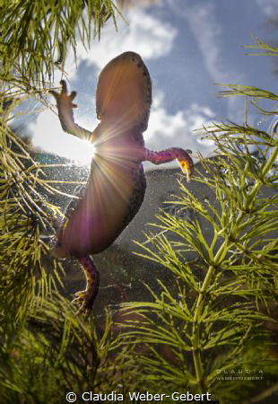 sunshine in my pond ... oh, and, yes, a newt... :D
alpin... by Claudia Weber-Gebert 