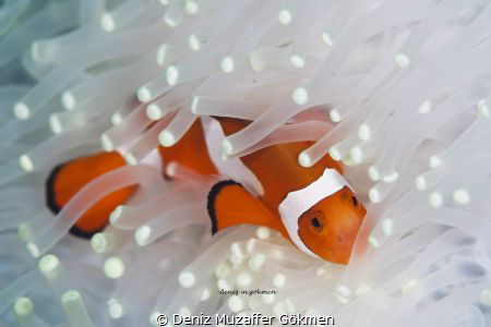 Clownfish in the white anemon Okkikawa Wreck in Busuanga by Deniz Muzaffer Gökmen 