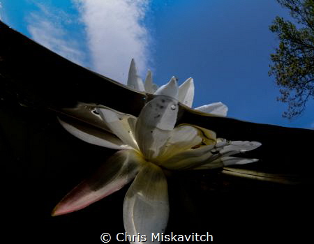 Water flower early morning by Chris Miskavitch 