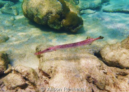 Pink Trumpetfish by Alison Ranheim 