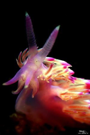 pink flabeline (slightly croped) by Daniel Strub 